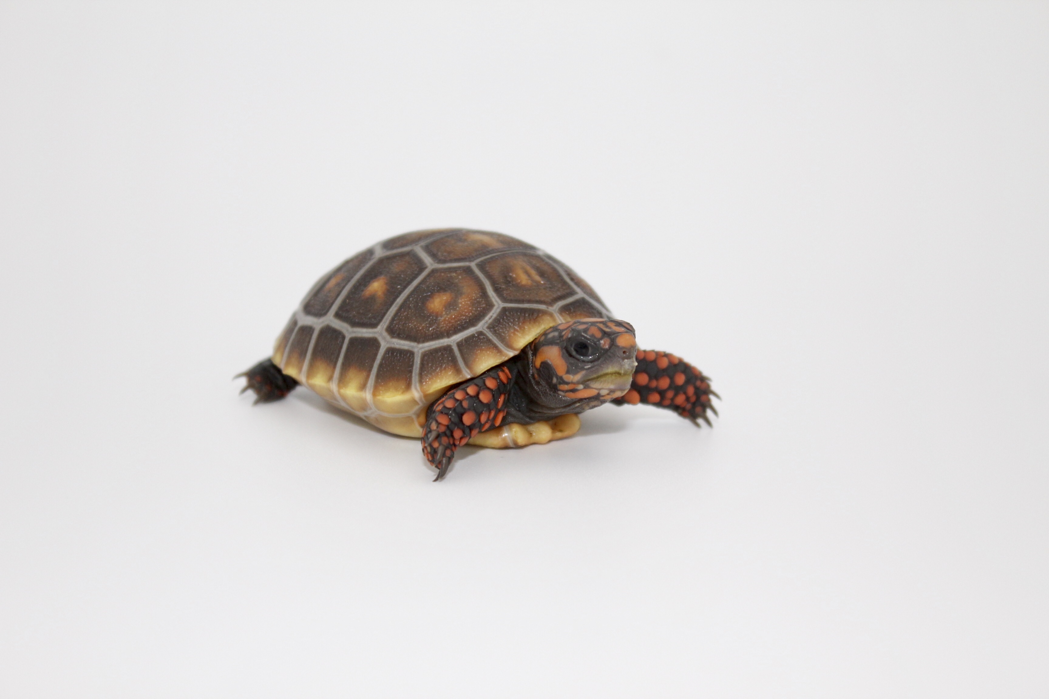 www.tortstork.com